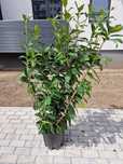 Plante ornamentale ( buxus glob, tuia, palmier, pon pon, spirala, tei