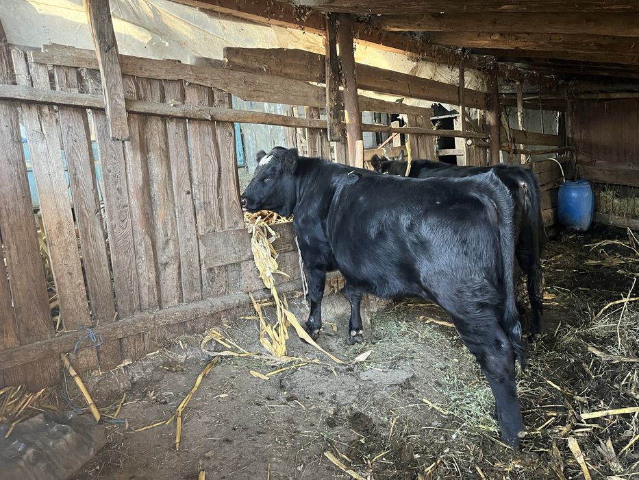 Vand 2 vitei de carne-300 kg, 6-8 luni