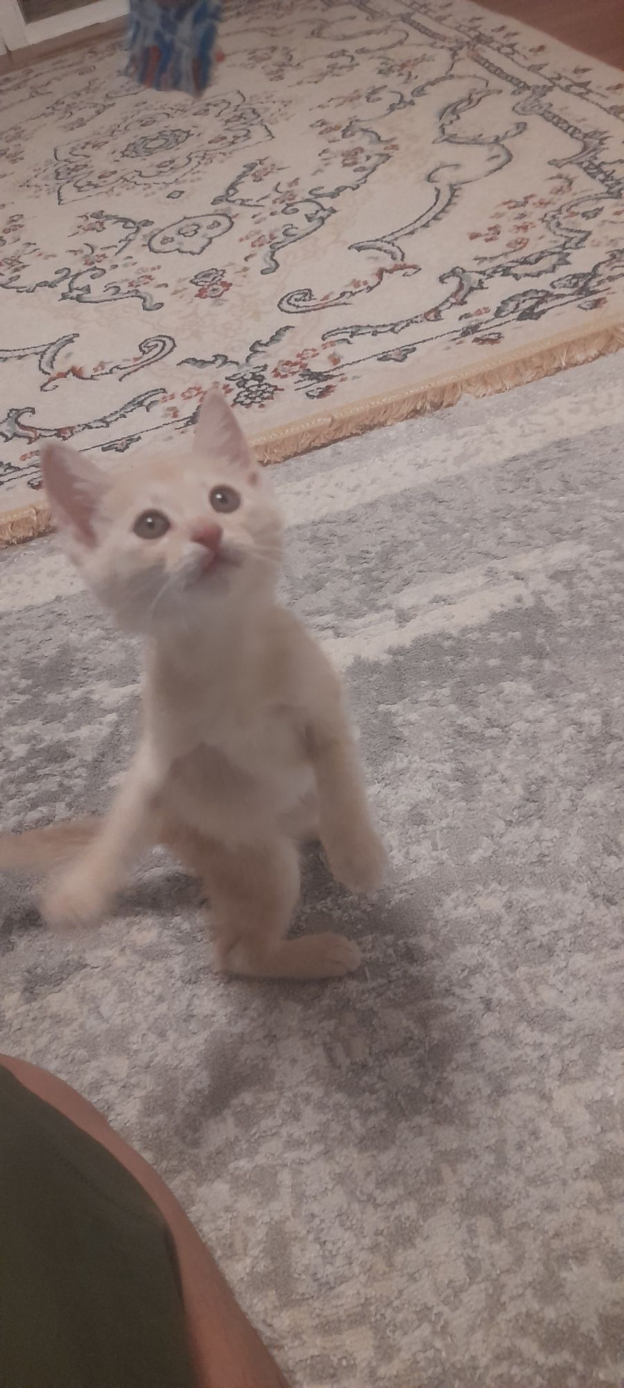 Котенок ишет дом