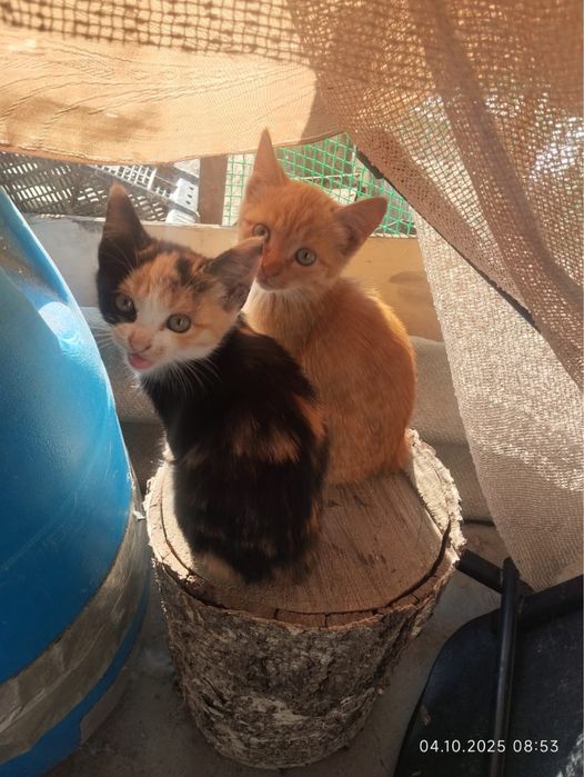 Отдам котят бесп