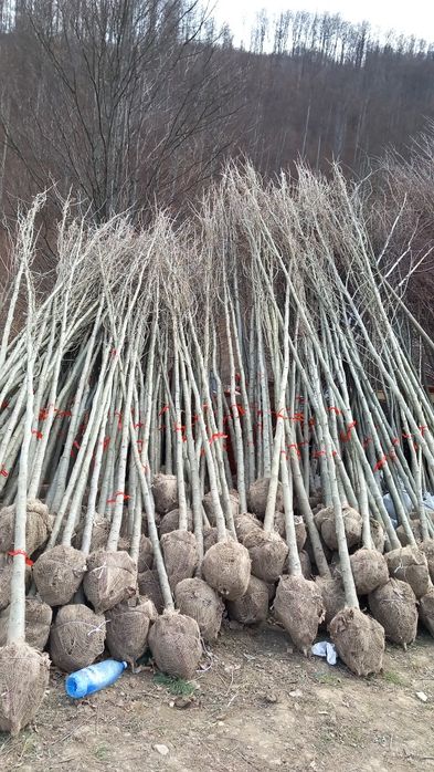 Tuia smarald Tuia Leilandi copaci ornamentali