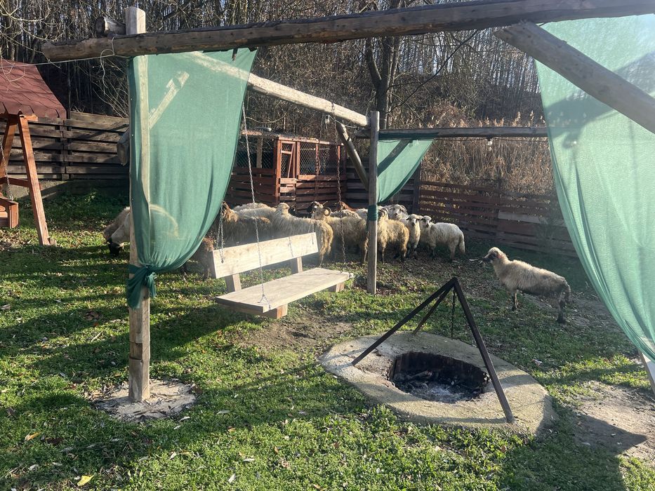 Vand oii si un berberc