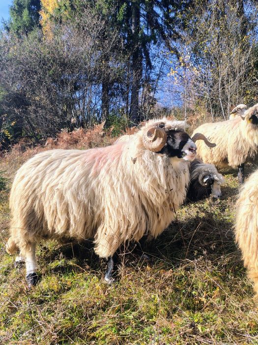 Berbec cu nasul alb!