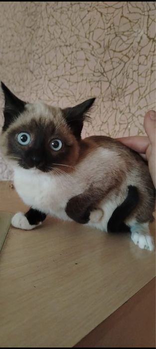 Ищем дом котяткам!