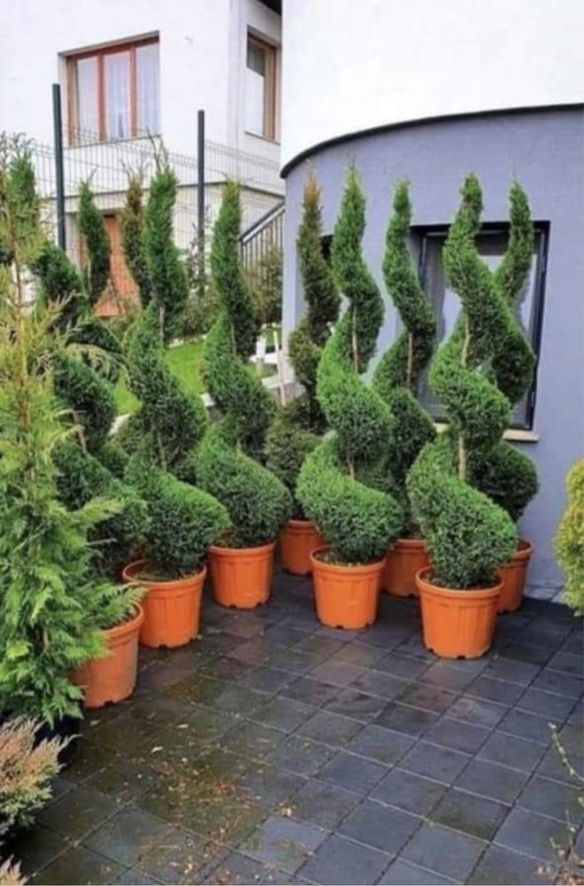 Plante ornamentale de diferite specii și varietăți