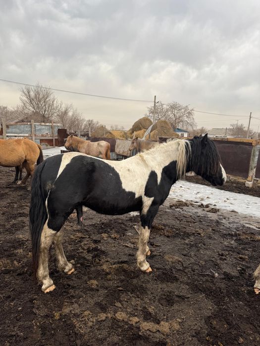 Продам или оббмен Жеребец