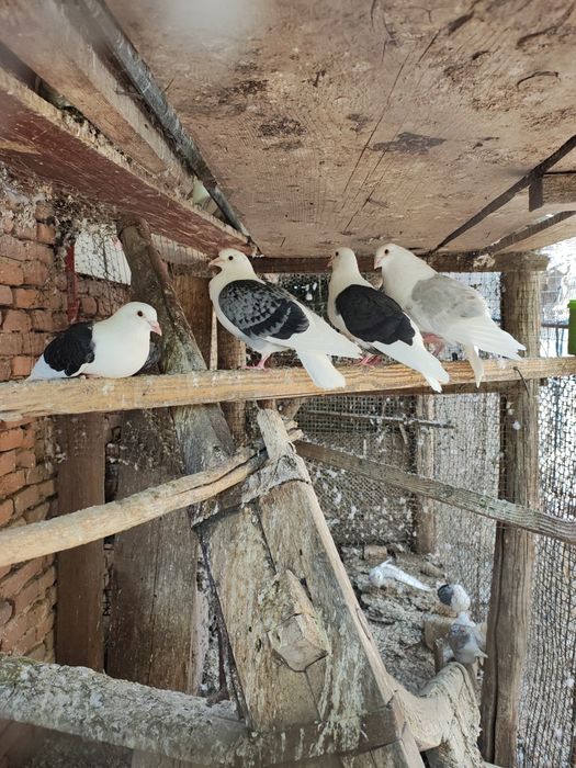 Vând porumbei capaciti