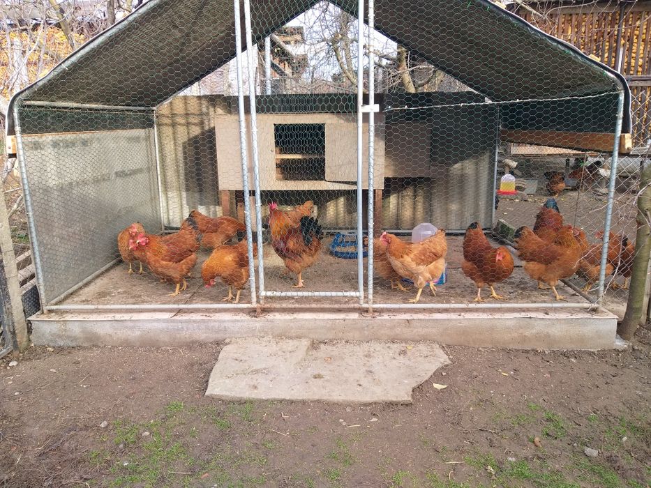 Gaini şi cocoşi de vănzare