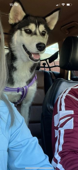 Husky 1 an femela schimb