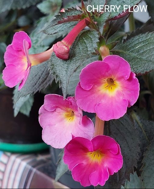 Rizomi achimenes disponibili