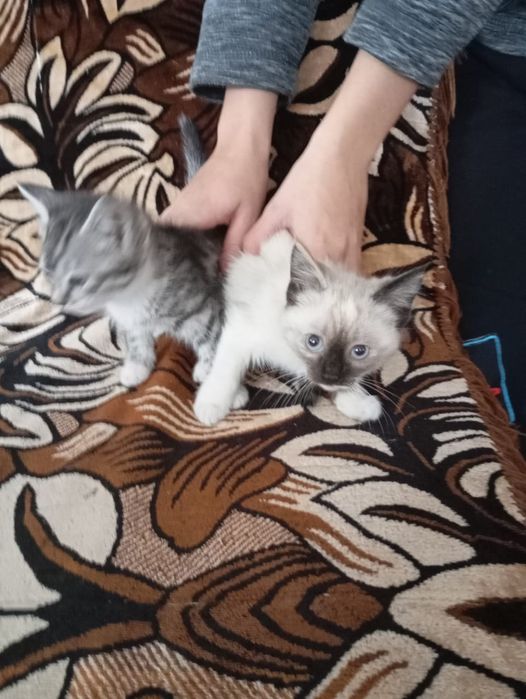 Отдам котят в добрые руки