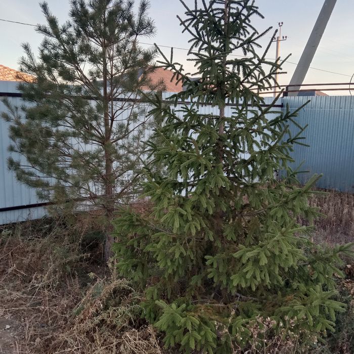 Ель и соснА продается