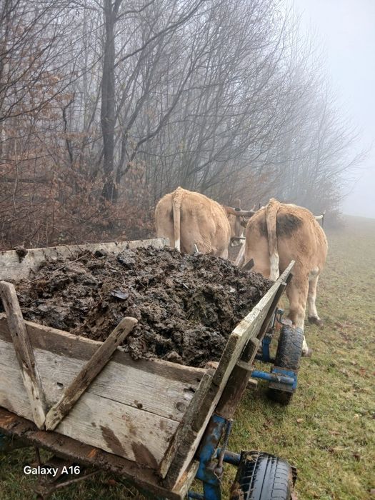 Vând boi gemeni de 4 ani jumătate