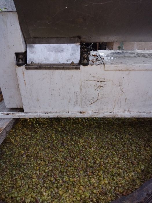 Must de vânzare sauvignon blanc!