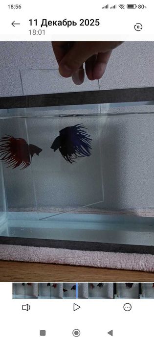 Бойцовые коронохвостые петушки