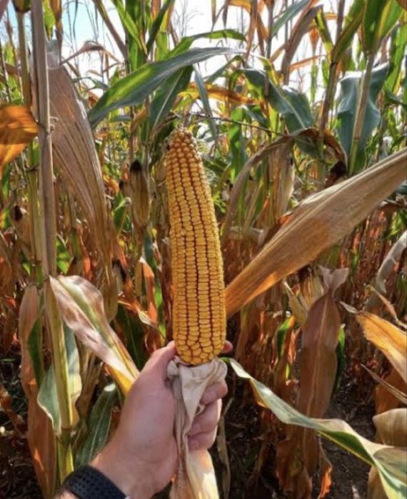 Porumb stiulete 2025!!