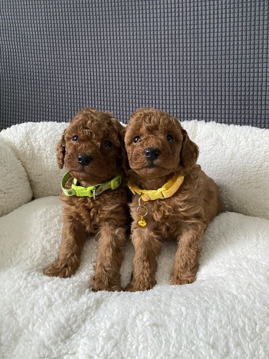 Той пуделчета той