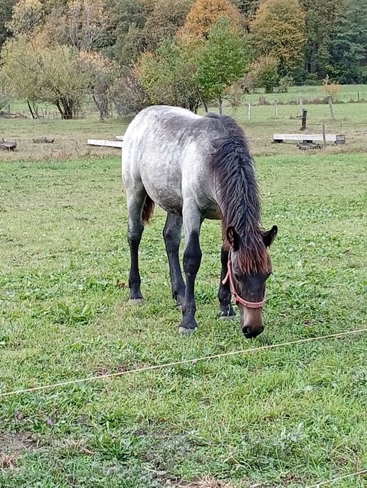 Mânză de 7 luni de pasune