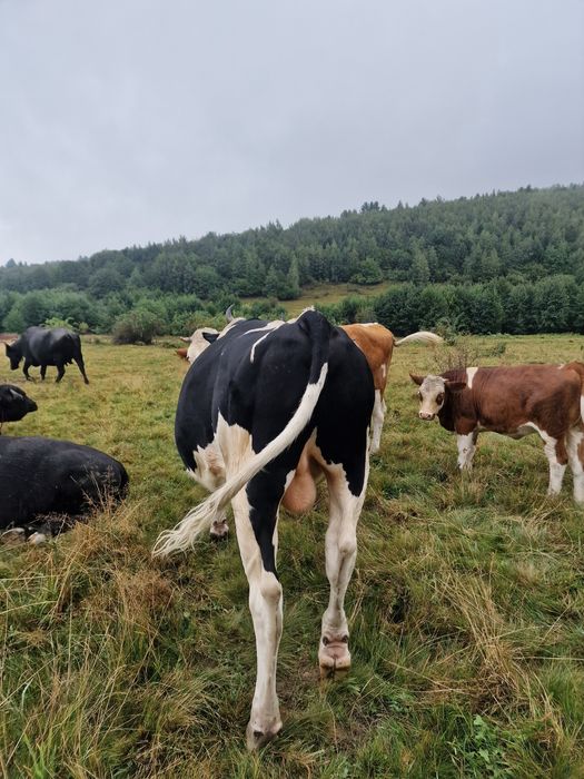 Taur / tauras Holstein