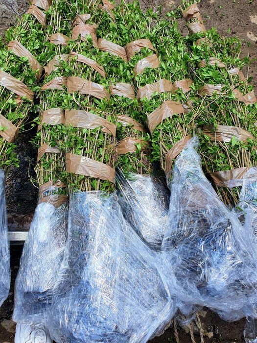 Vând lemn câinesc gard viu