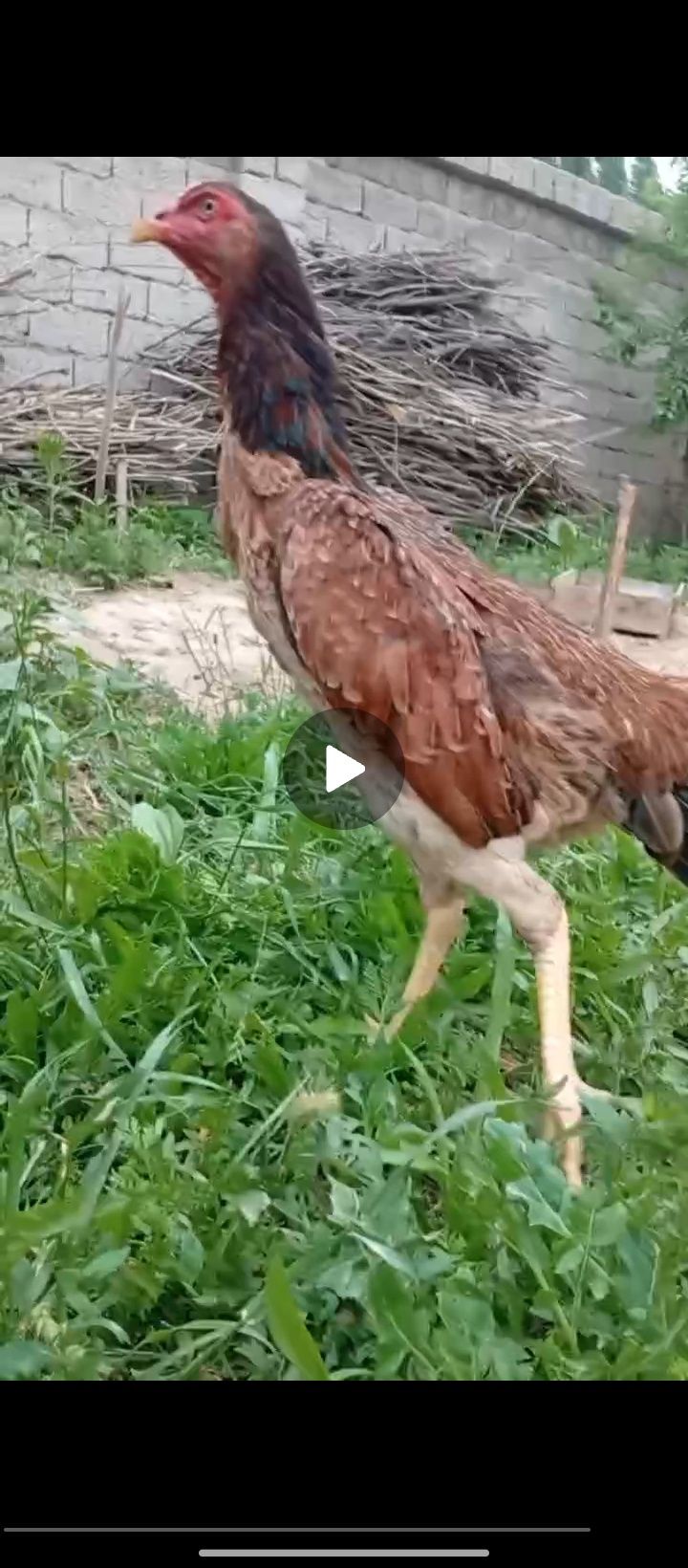 Zotga Tovuq sotiladi