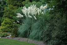 Pampas alb anul2 in ghiveci iarba decorativa de gradina si alte plante