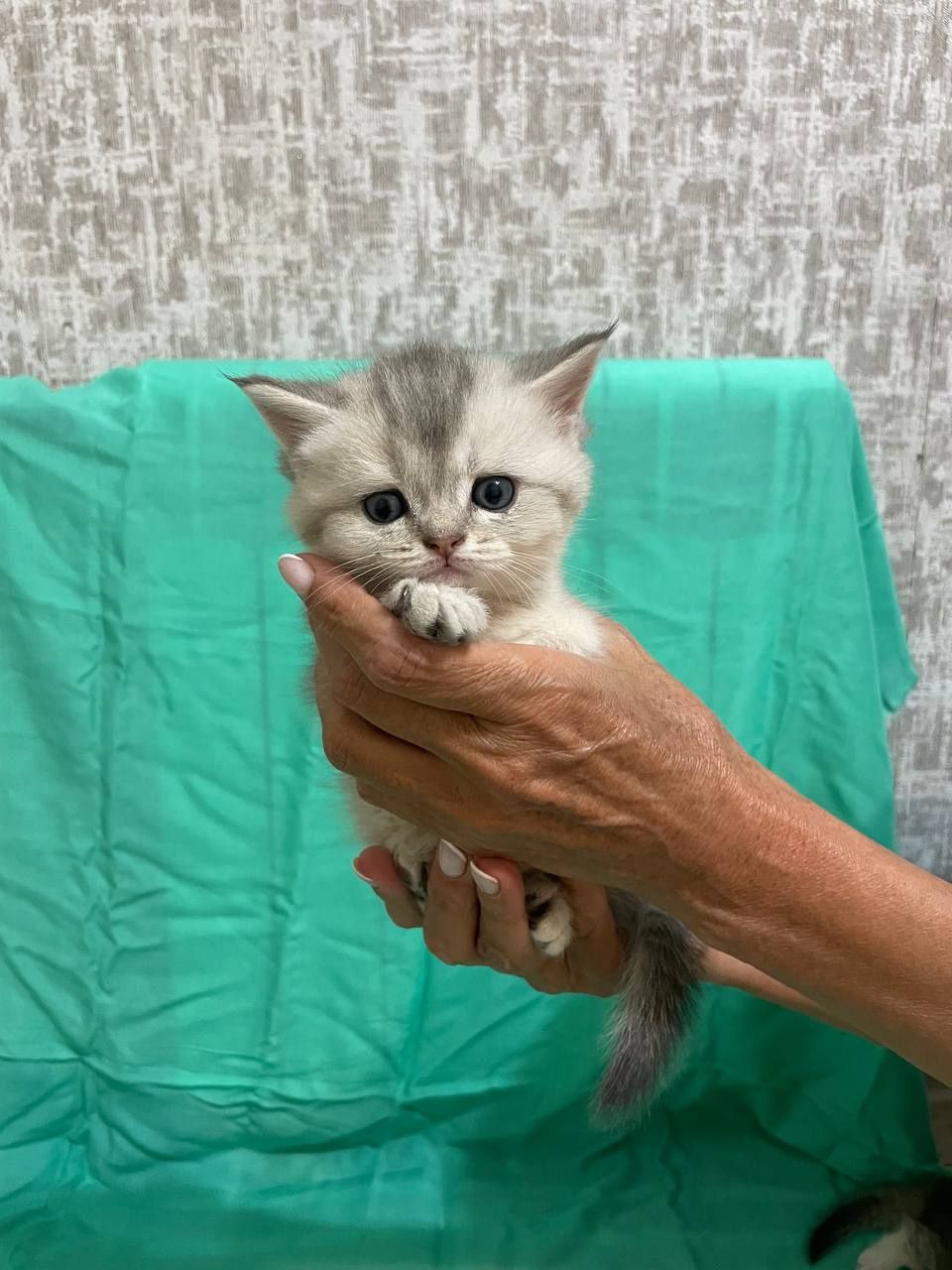 Котята серебристая шиншилла