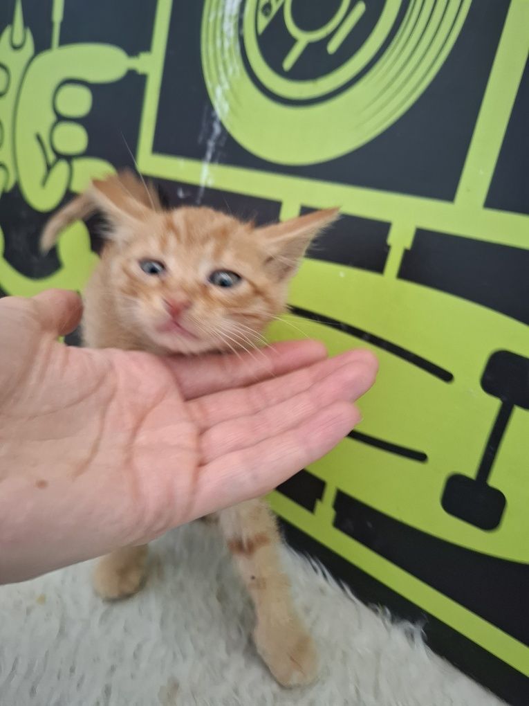 Мъжко рижаво котенце на 1,5м