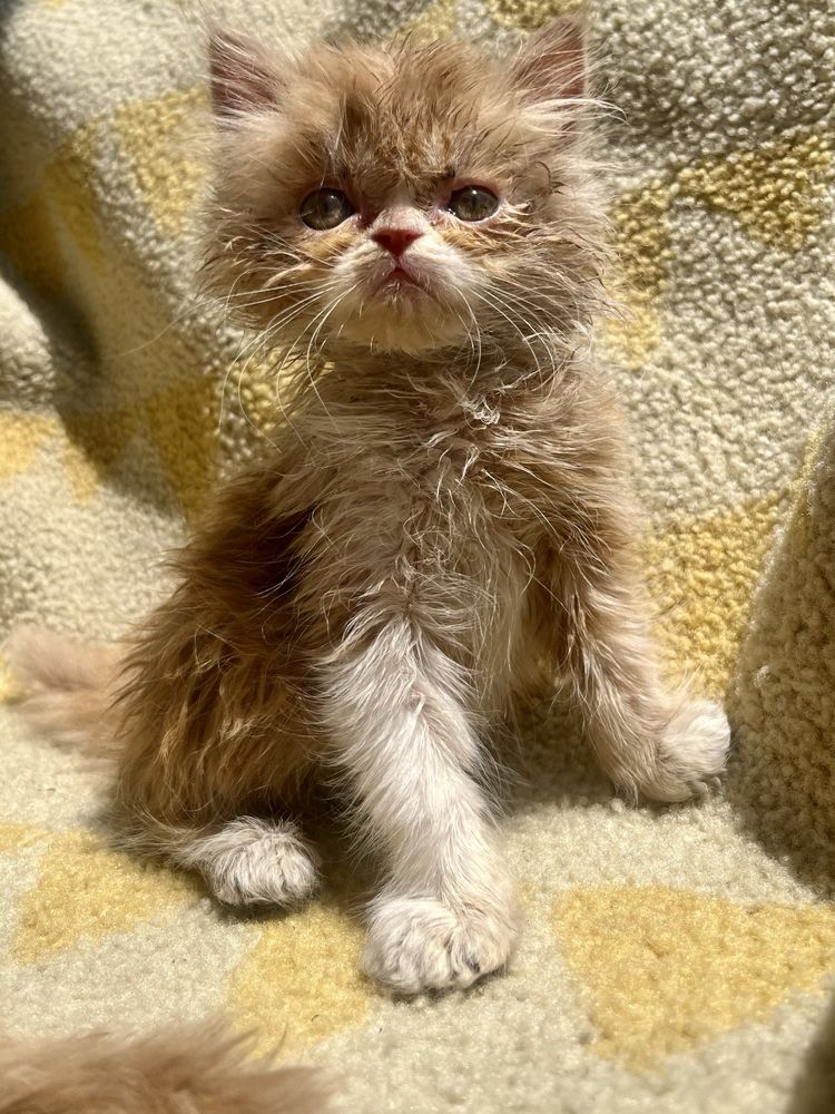 Продавам персийски котки
