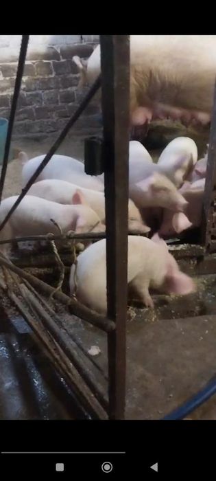 Продам поросят по приемлемой цене