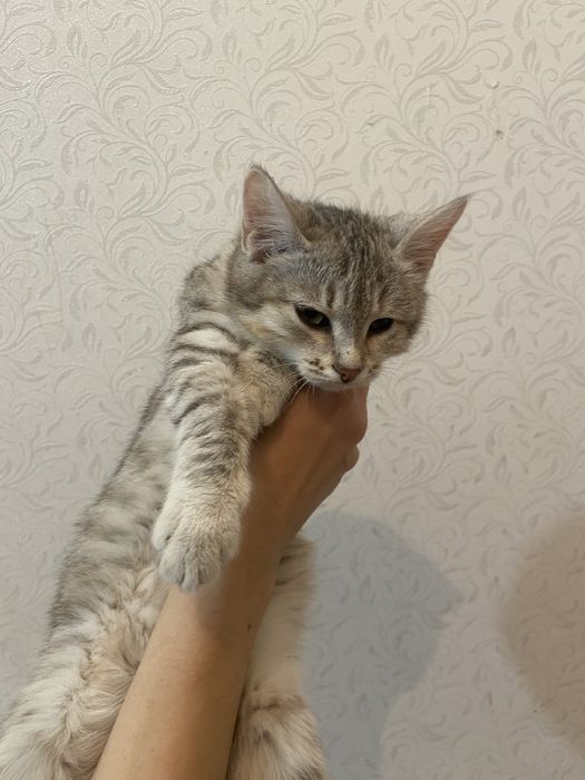 Отдам котенка в ответственные и хорошие руки !