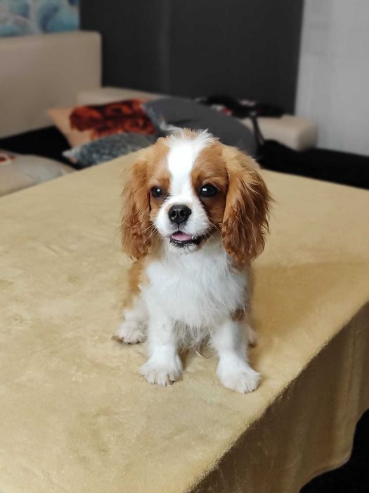 Cavalier King Charles Spaniel cu teste de sanatate din campioni