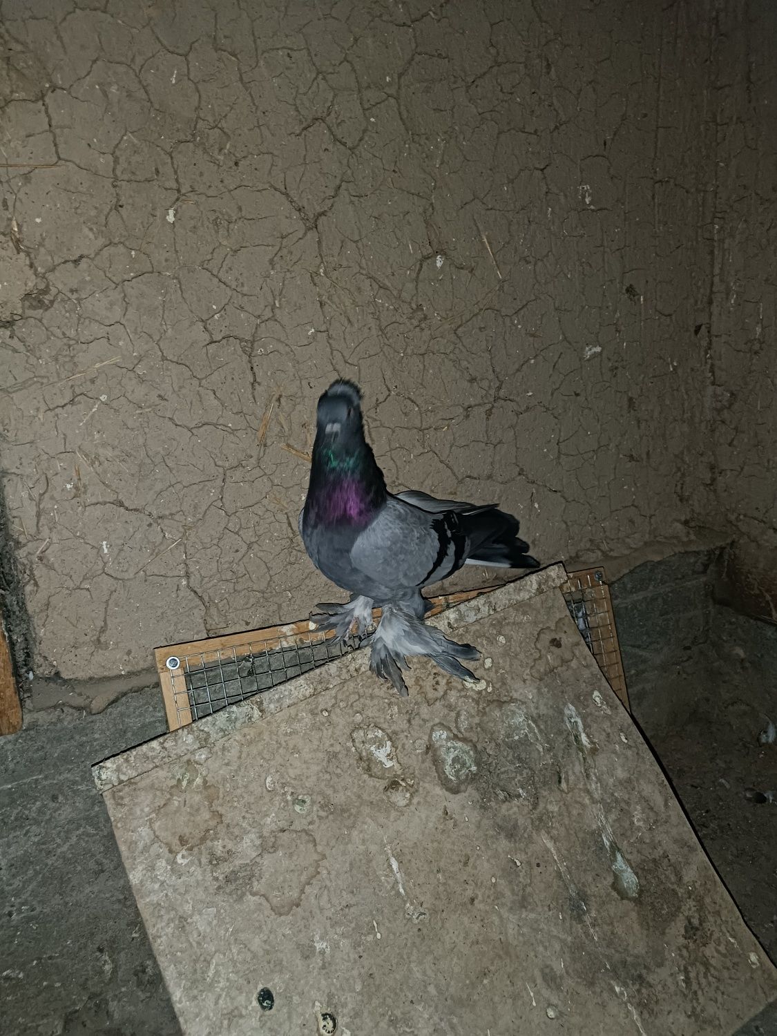 Продается голубь