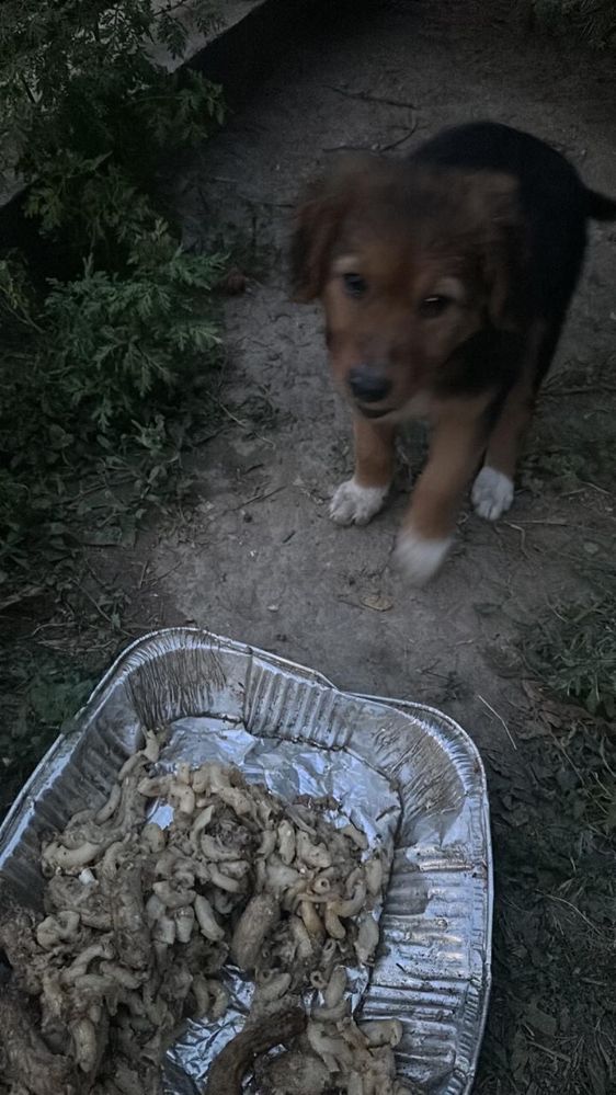 Ищут дом щенки мальчики и девочки