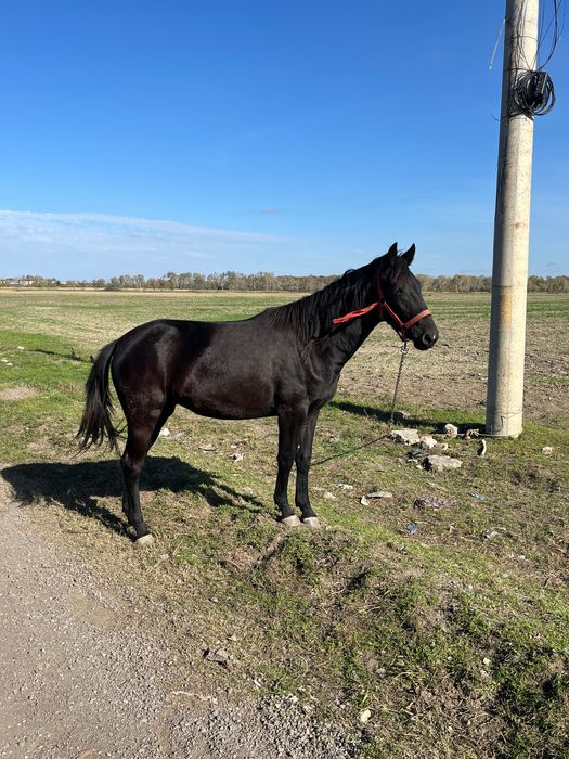 iapa de vânzare  mânză