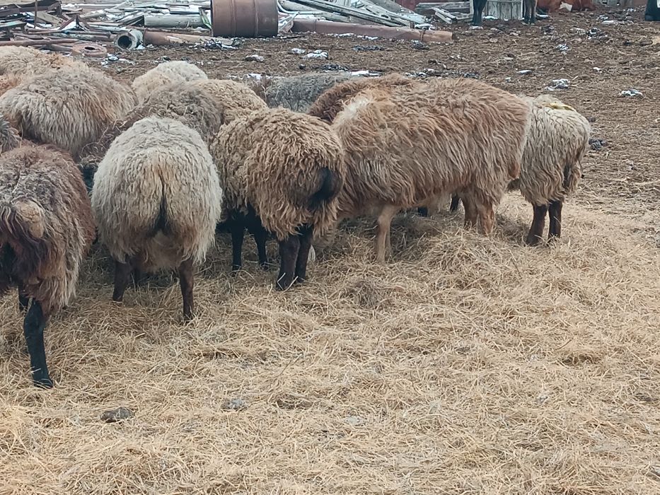 Қой сатылады 20 бас 80 000 саудасы бар еділбай