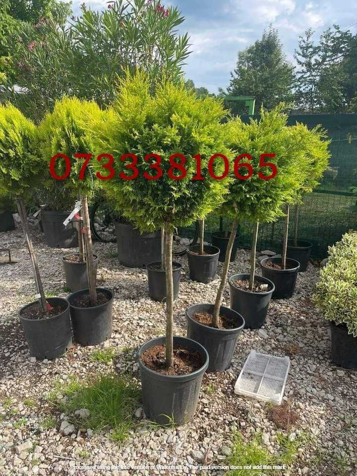 Tuia  plante ornamentale amenajez grădini