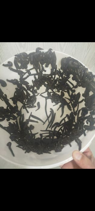 Zuluk sotiladi продается пиявки