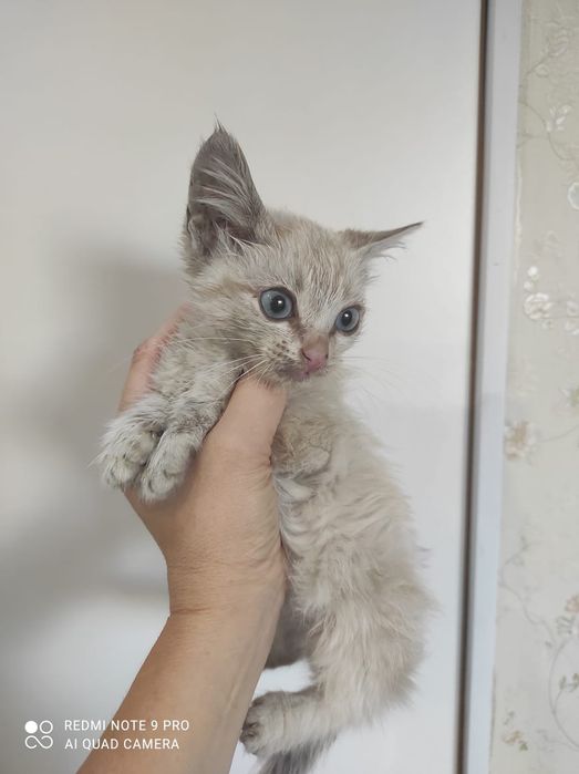 Отдам котят в хорошие руки