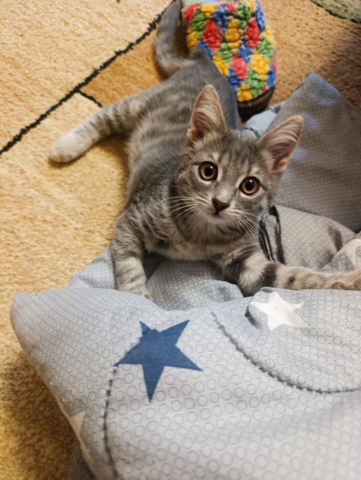 Отдам котенка в добрые руки