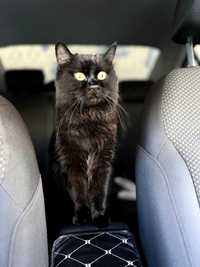 Кошка чёрная умница-красавица