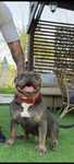Vând femela american bully poket