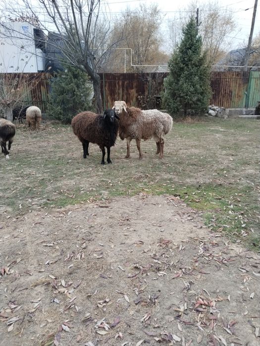 Продам кошкара. Арашан