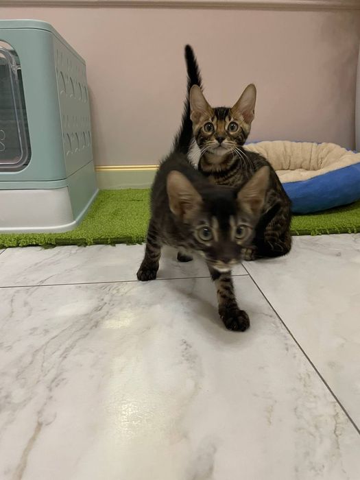 Бенгал зотли мушук боласи