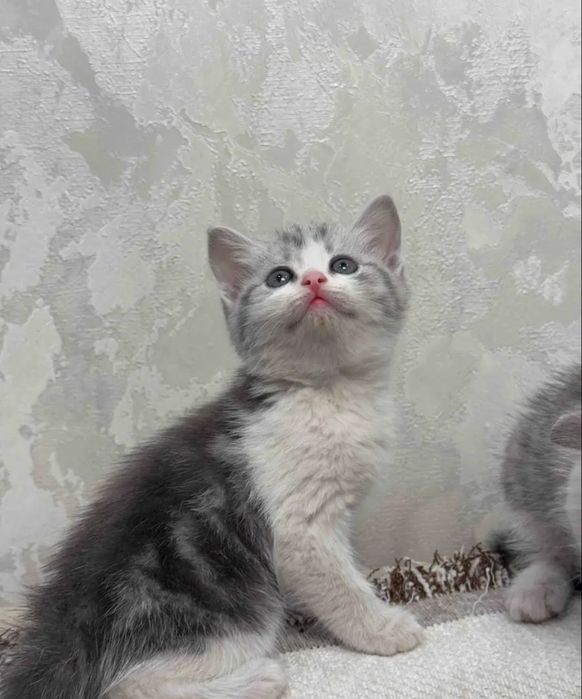 Котята редких окрасов, 1.5 мес