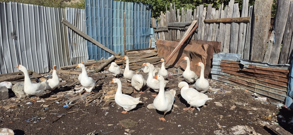 Gâște Românești.