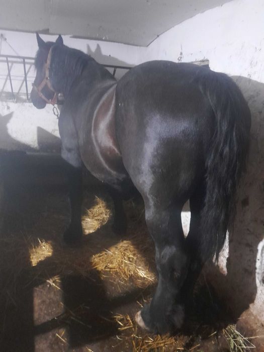 Iapa si manza de vanzare