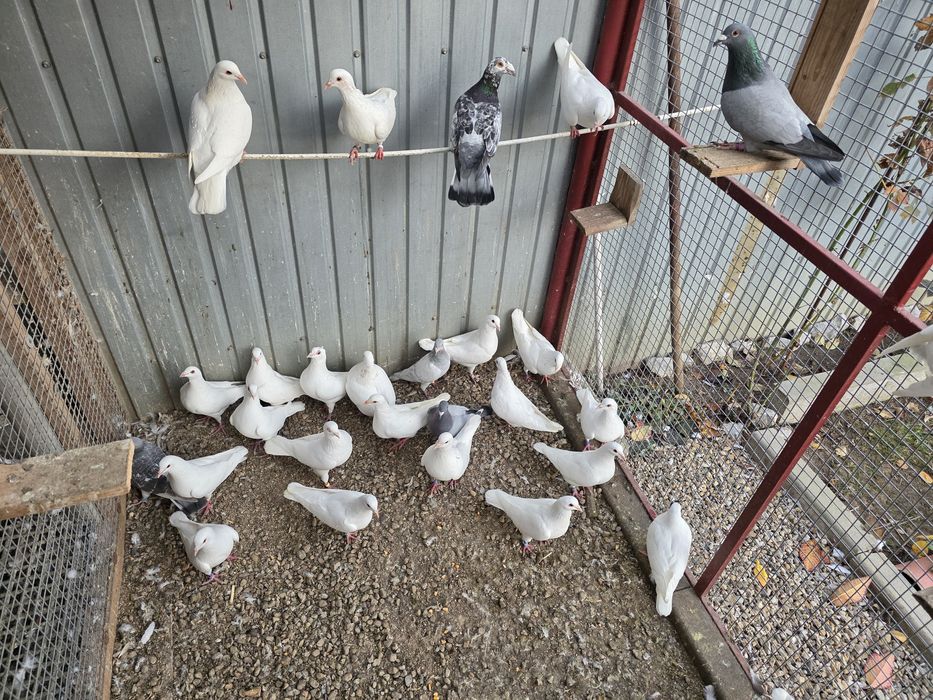 Porumbei hubble 21 de bucati  si alte rase
