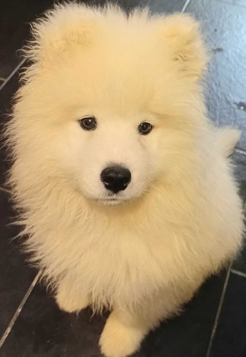 Catel Samoyed pedigree A