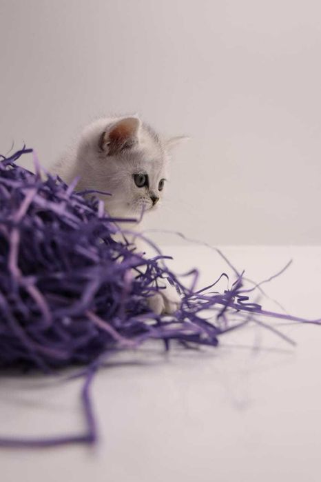 ОчароВатЕльнЫе БриТанСкиЕ КотЯта - ЗелЕногЛазЫе и СинЕглаЗые